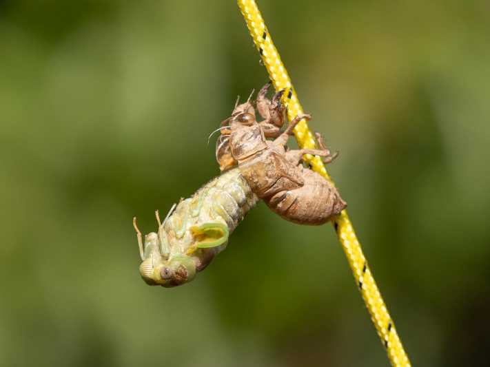 Emerging Cicada 012.jpg